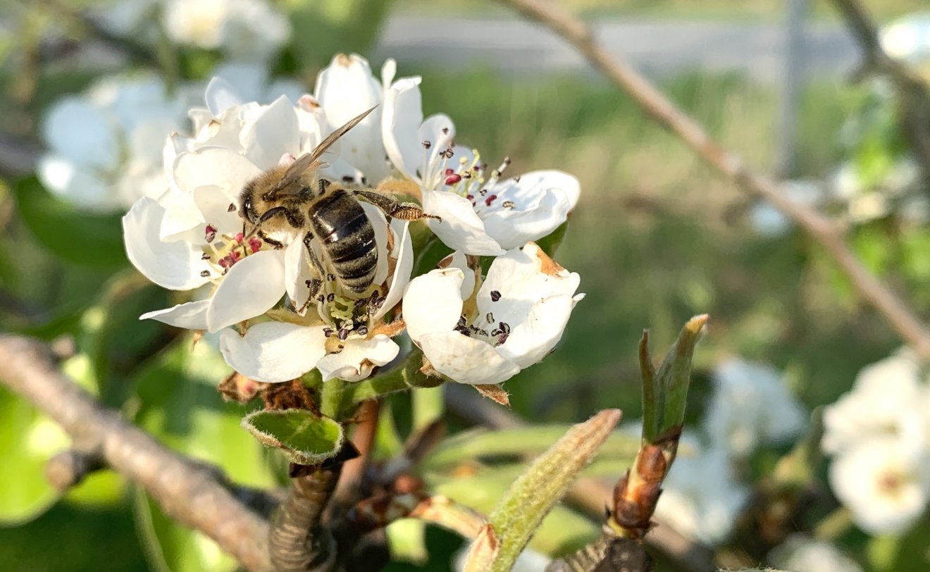 Biene in Blüte