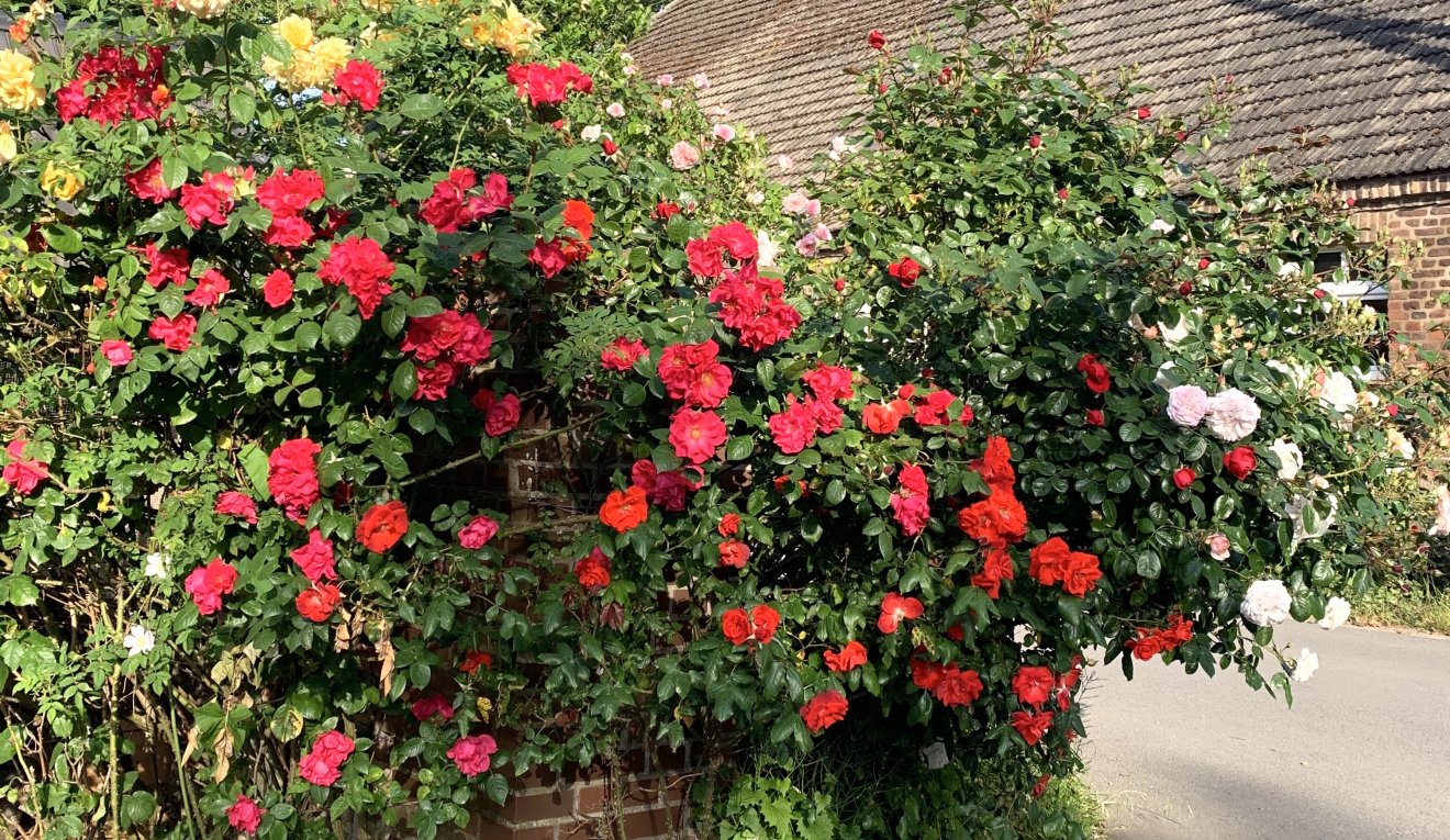 Rosenblüte2020
