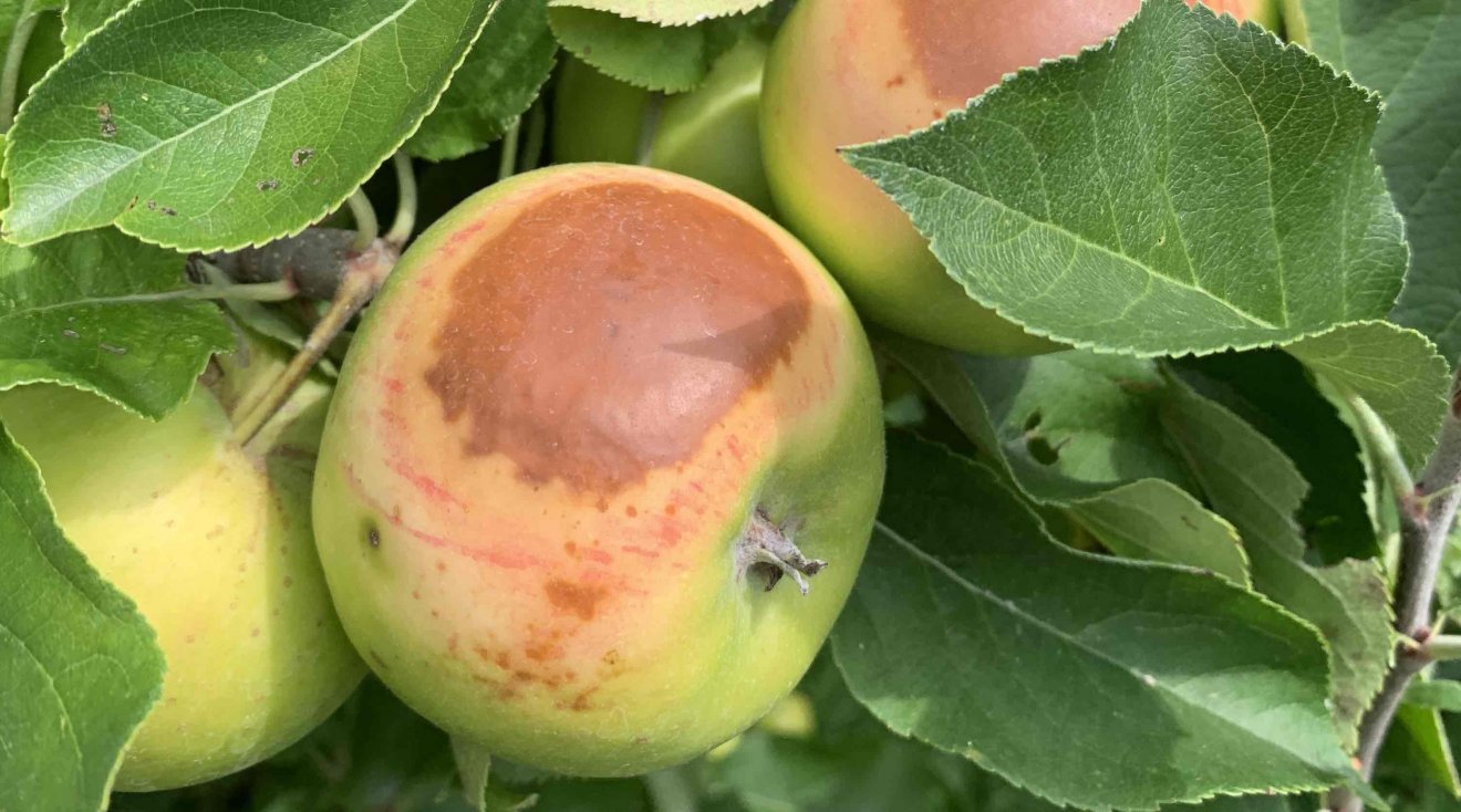 Sonnenbrand beim Apfel