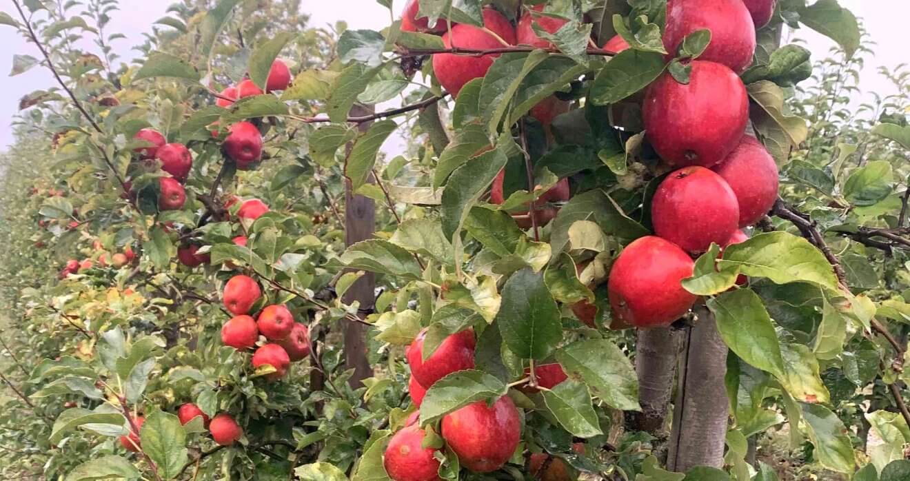 rote Pilot am Baum