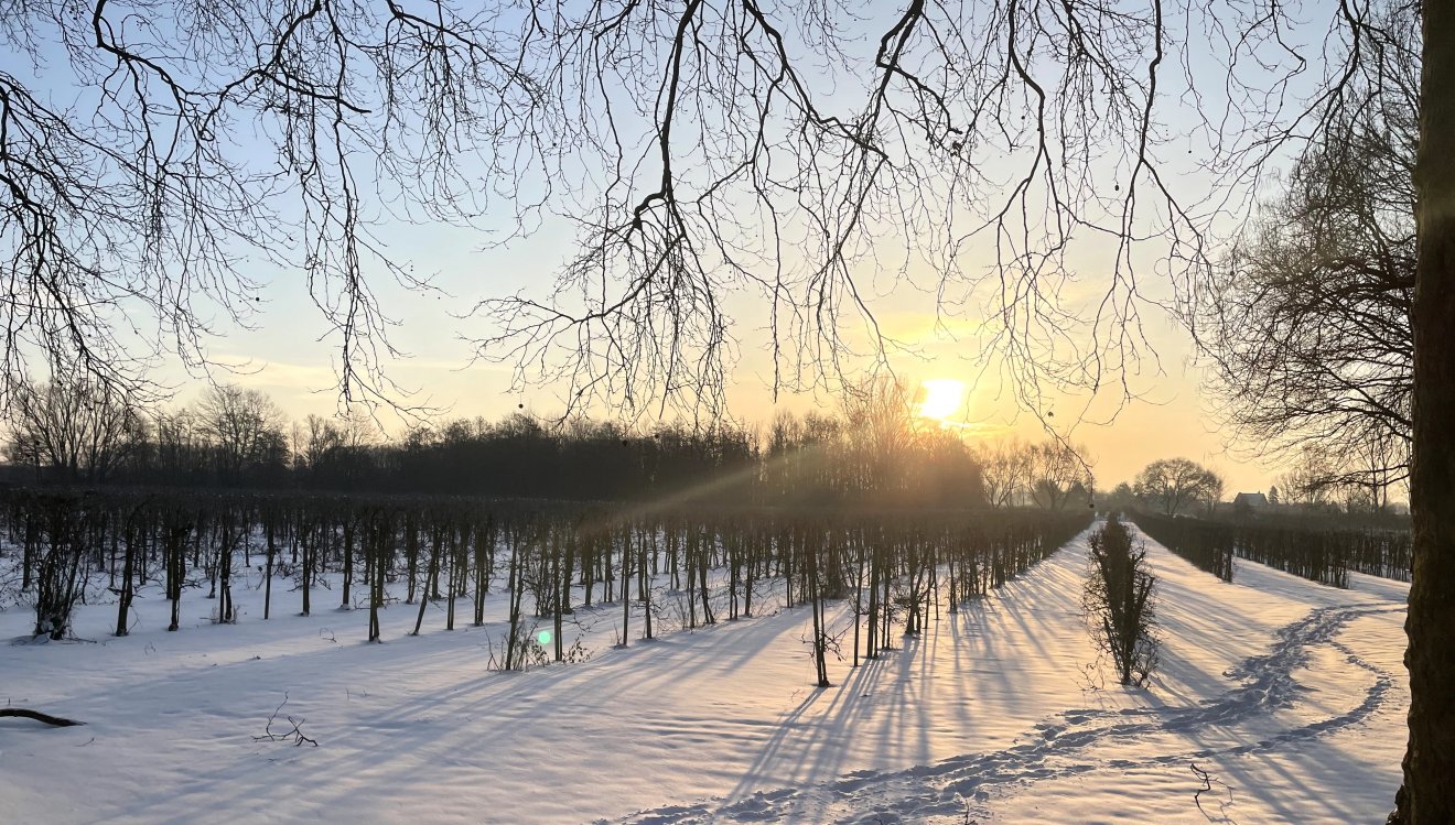Plantage bei Sonnenaufgang